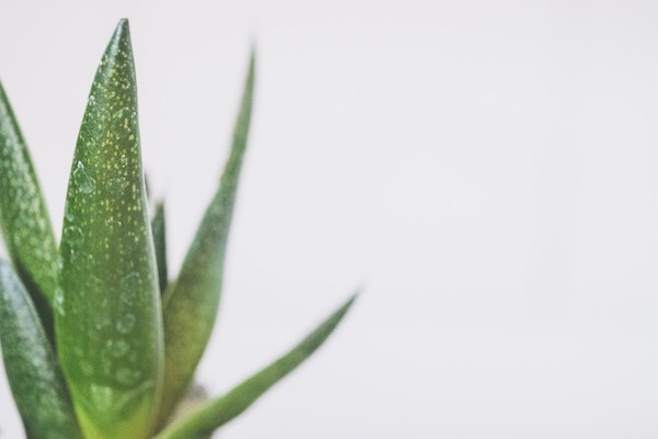 Aloe vera against Eczema