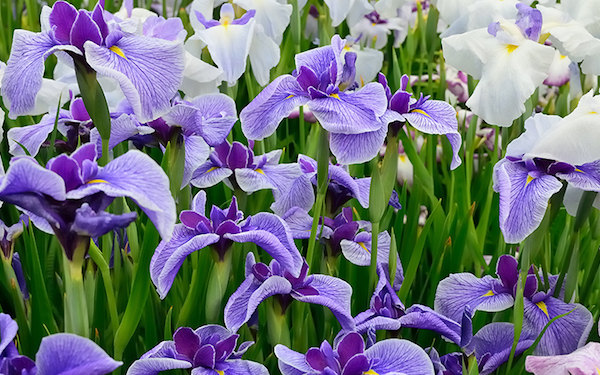 Friendship Flower - Iris