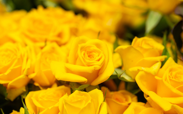 Friendship Flower - Yellow roses